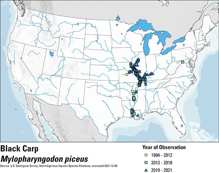 Map of the United States depicting black carp occurence from 1994 to 2021. Observations are shown in three groups of time with a yellow circle for 1994-2012, a green square for 2013-2018 and a blue triangle for 2019-2021. The majority of occurrences across the entire range of time are in the Mississippi River Basin in the central U.S.