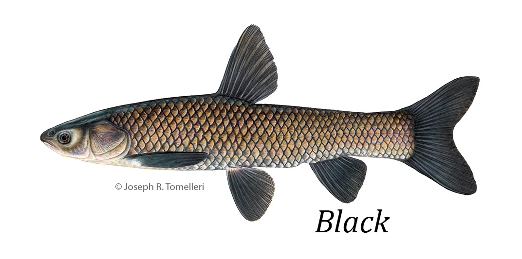 Black carp button to species information