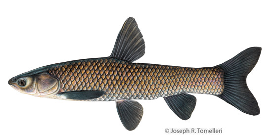 Illustration of a black carp. © Joseph R. Tomelleri