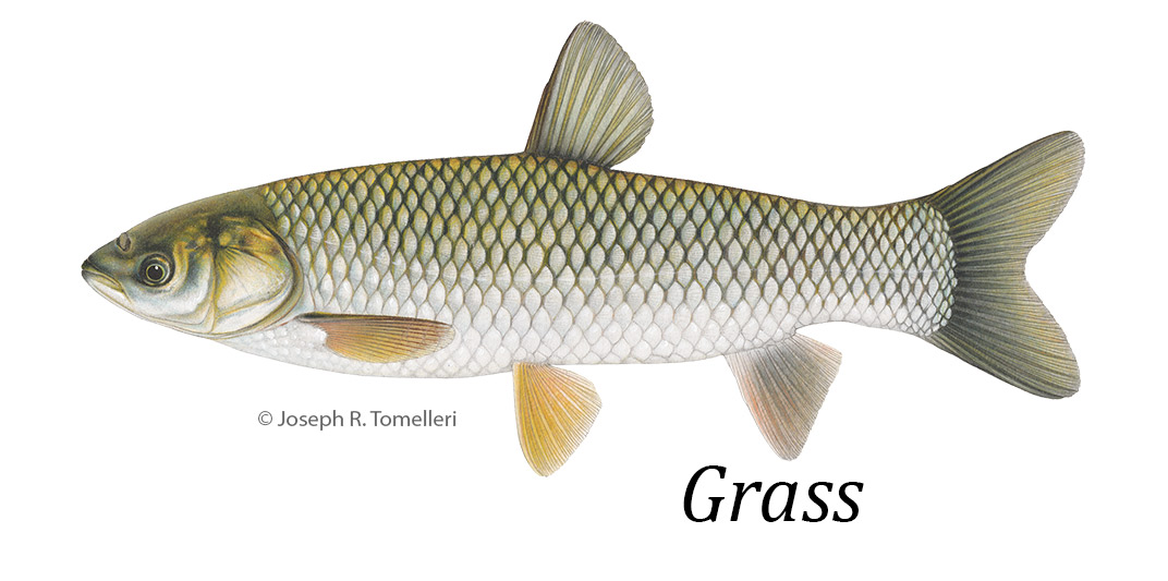 Grass carp button to species information