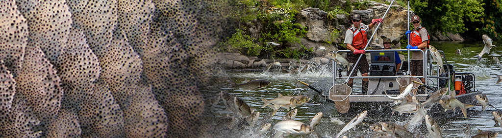 Site banner of U.S. Fish and Wildlife Service staff electrofishing