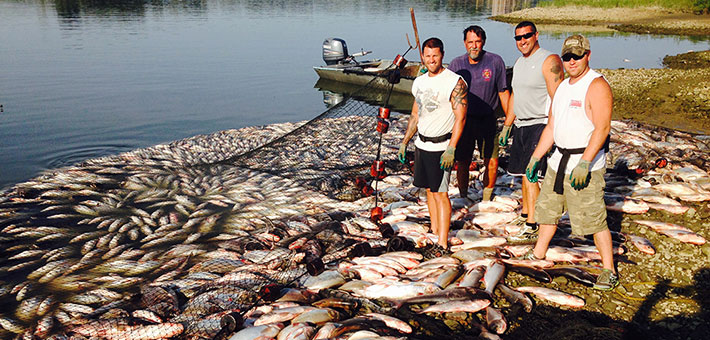 Commercial fishermen stand onshore near netted Asian carp. Photo by Michigan DNR.