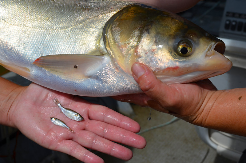 A large white fish is held next to two smaller light-colored fish in the palm of a hand.