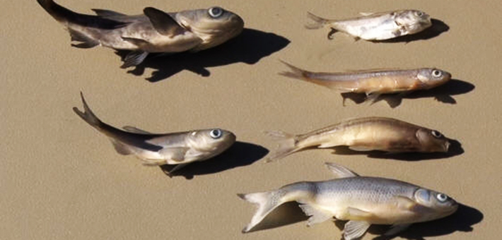 Assorted bait fish and juvenile Asian carp. Photo courtesy of MI DNR.