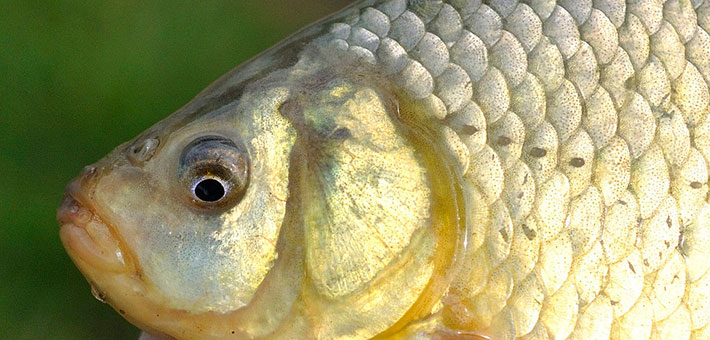 Crucian carp. Photo courtesy of Mary Shattock/Creative Commons.