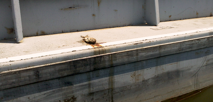 Silver Carp on a Barge. Photo by USACE.