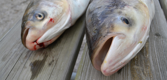 Bighead and Silver carp. Photo by USFWS.