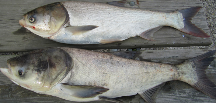 Silver and Bighead Carp. ACRCC Photo.